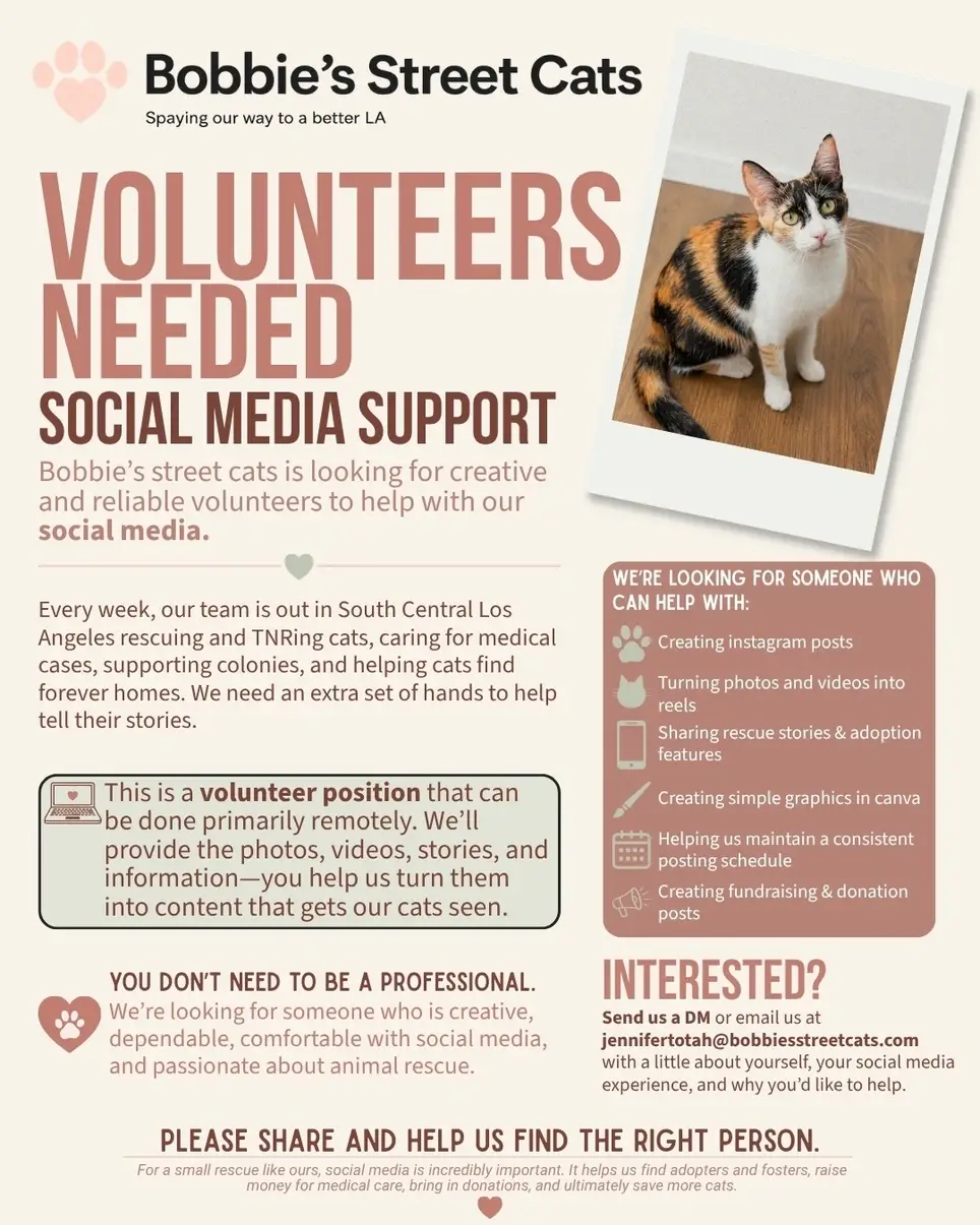 Volunteer Needed for Cat Rescue: Social Media Support