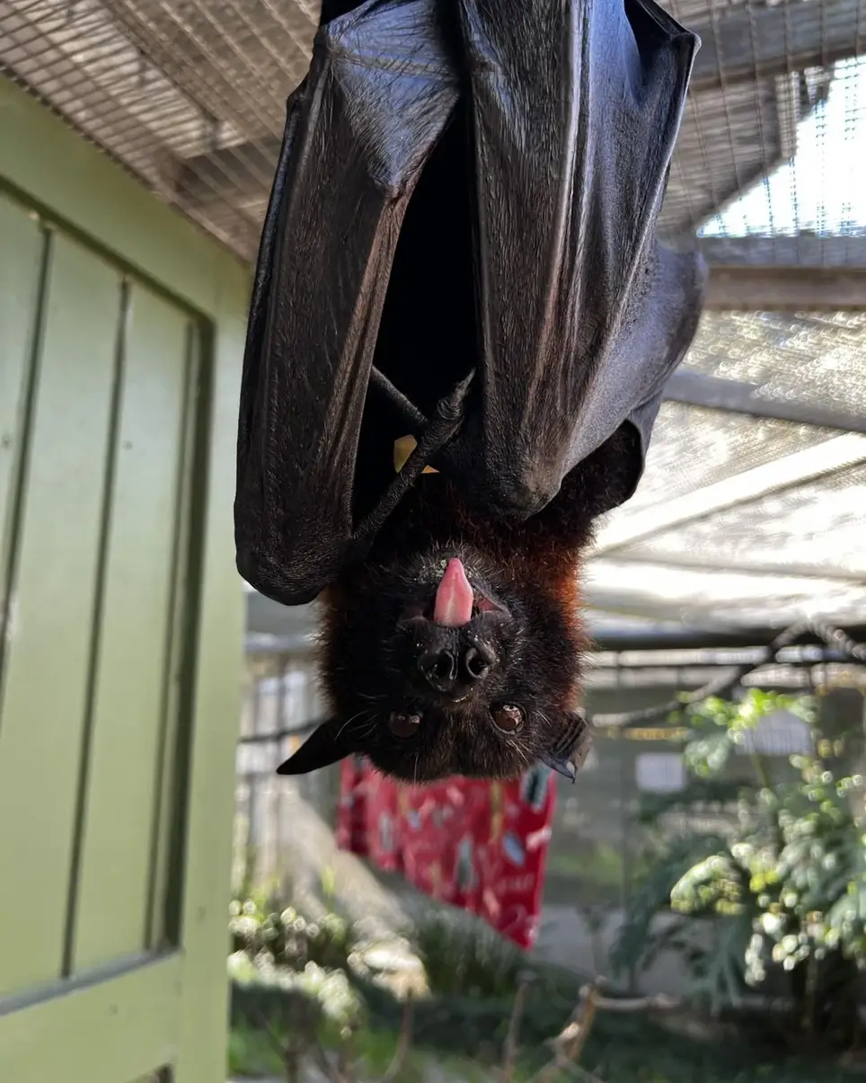 Animal Husbandry Volunteer