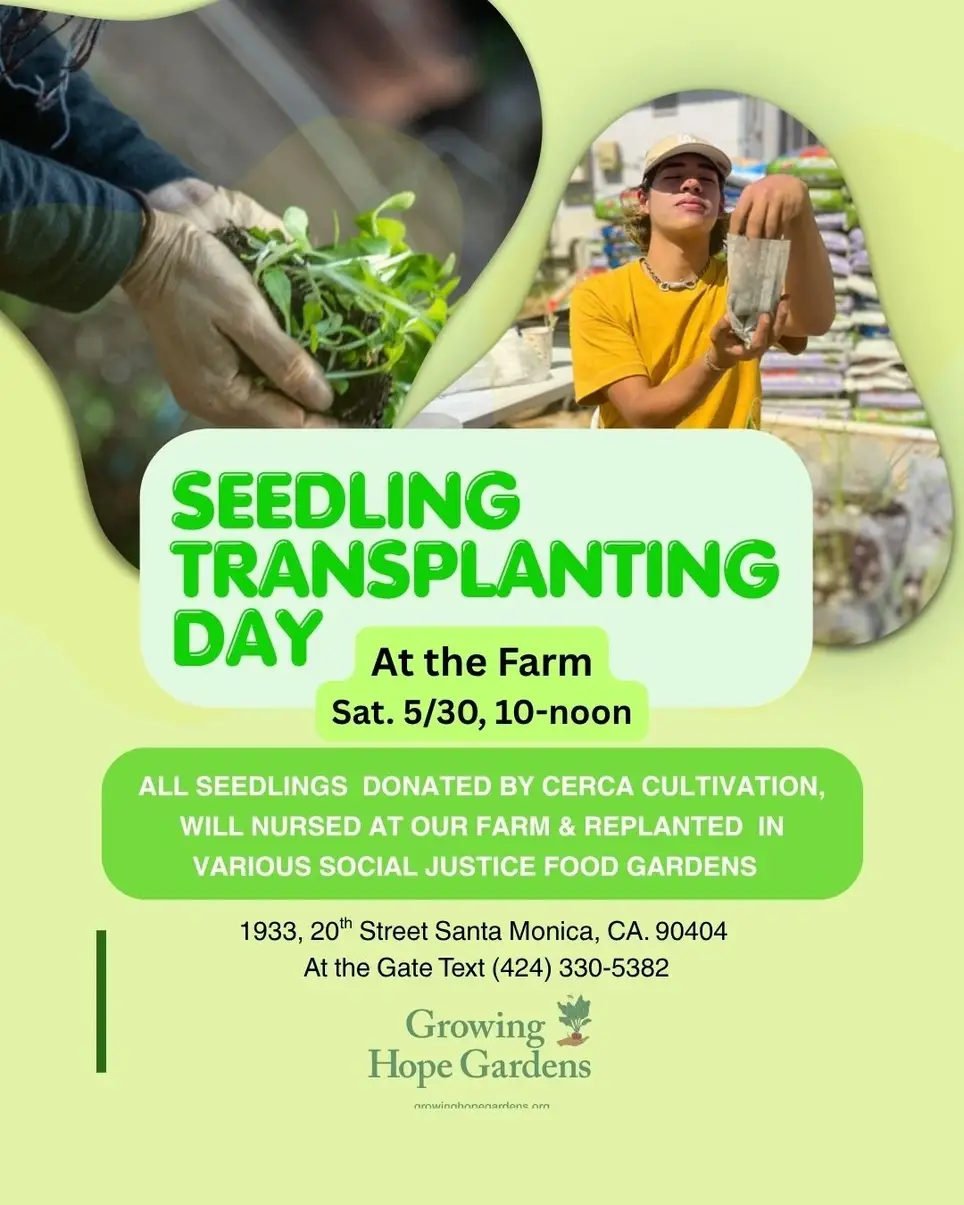 Transplanting Seedlings at the Farm