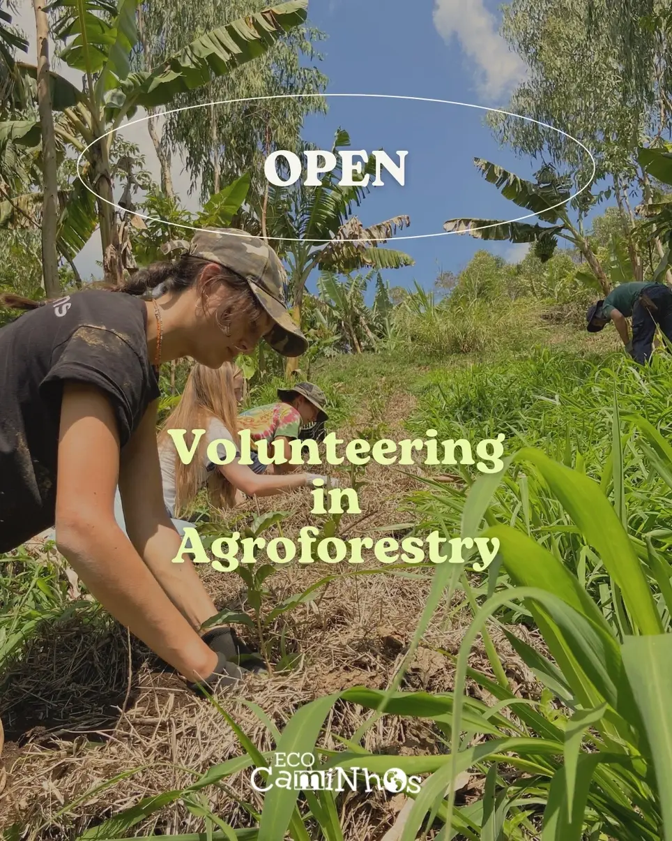 Agroforestry Volunteer