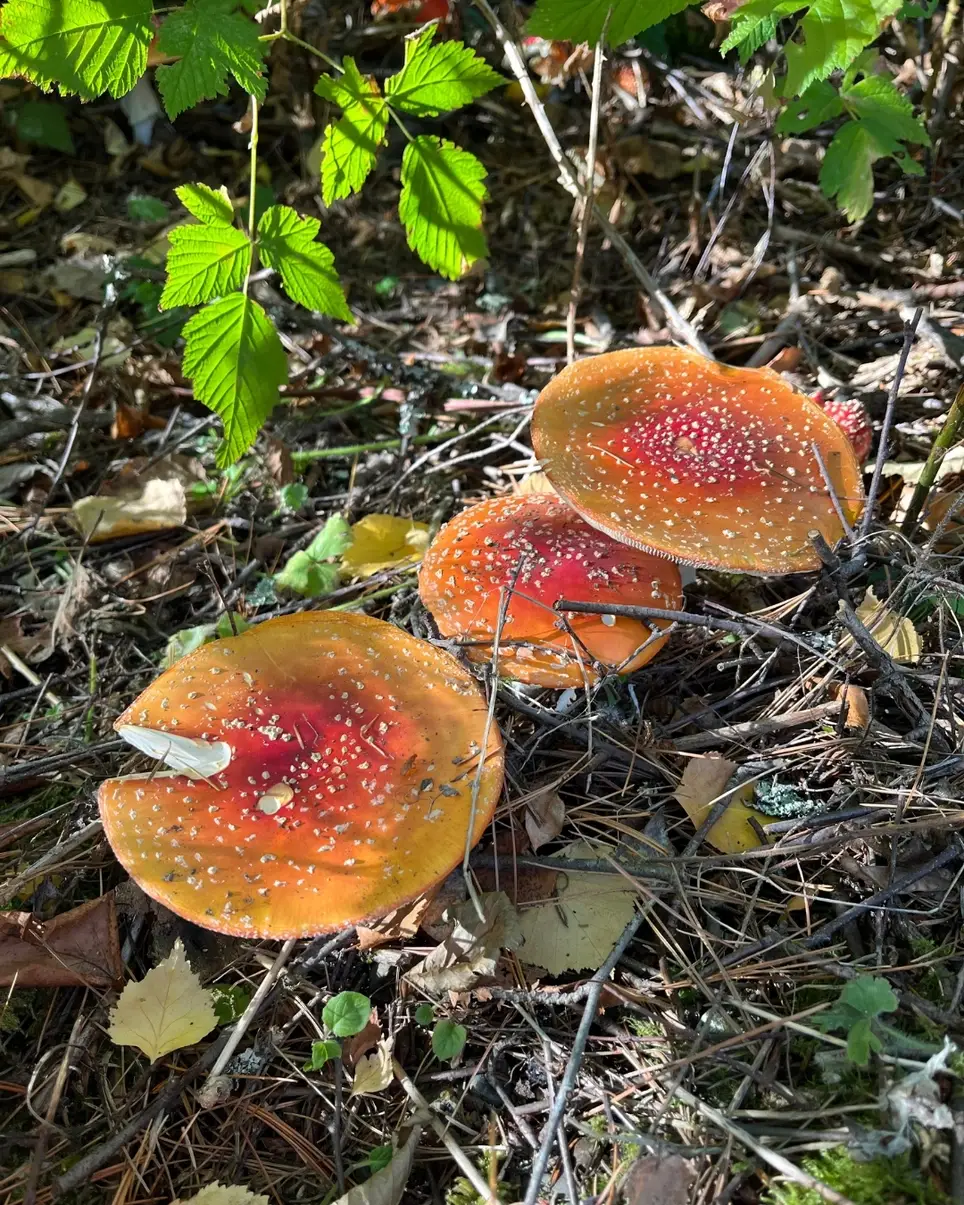 Plant Trees and Increase Biodiversity at Lake Stickney!
