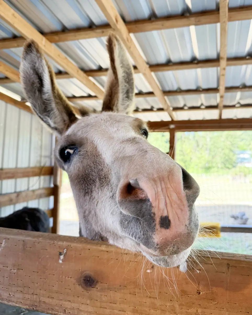 The animals need your help!