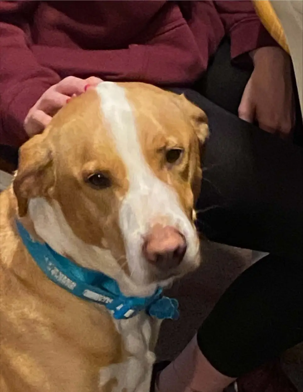 One Paw at a Time: Bring Comfort & Companionship