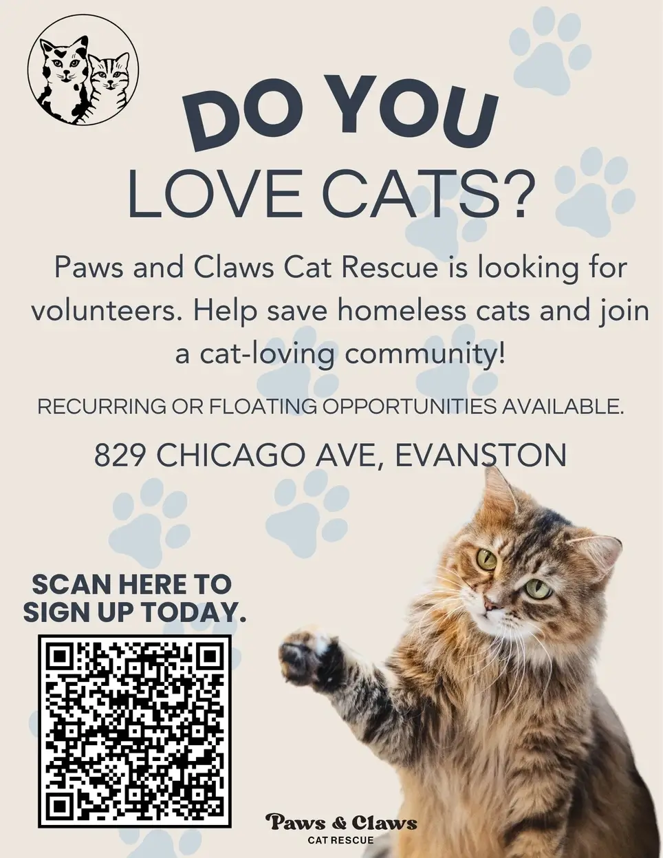 Change a Cat's Life! Volunteer at Paws & Claws in Evanston