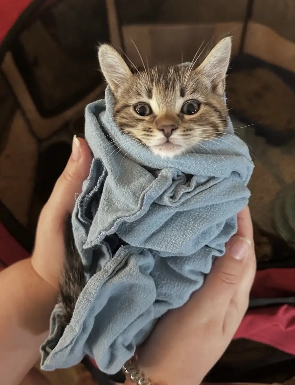 Be a Hero for Cats: Become a Foster Parent with LYFF!