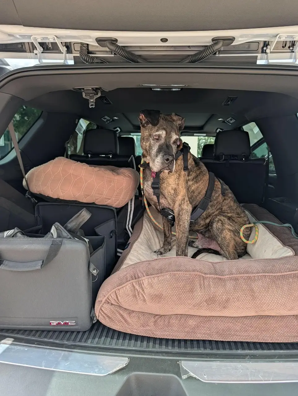 Volunteer Dog and Cat  Transport Drivers