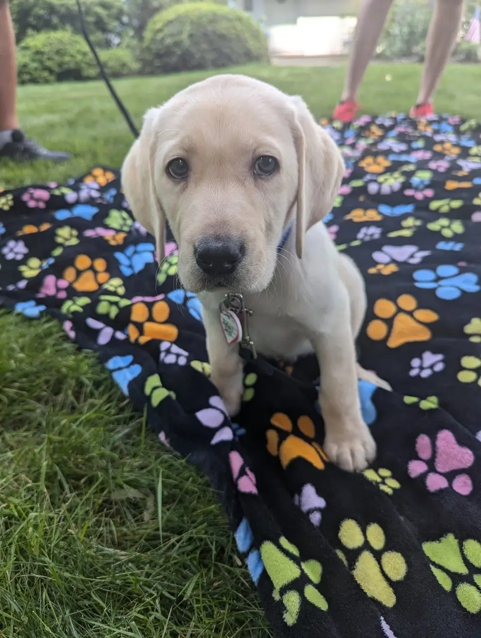 Raise a Puppy, Save a Life as a Volunteer Full-Time Puppy Raiser