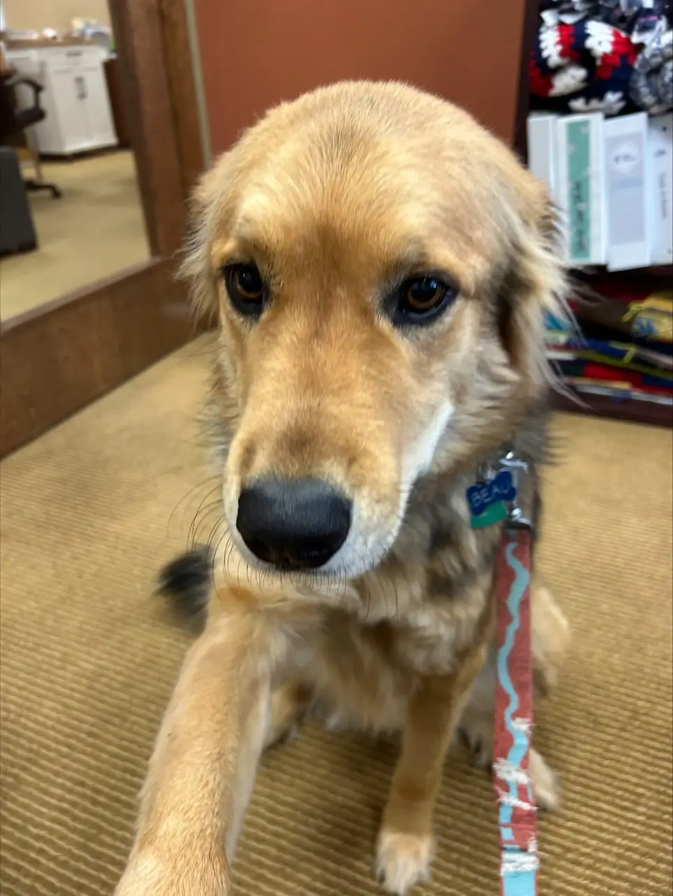 Animal assisted therapy - ongoing in NWA