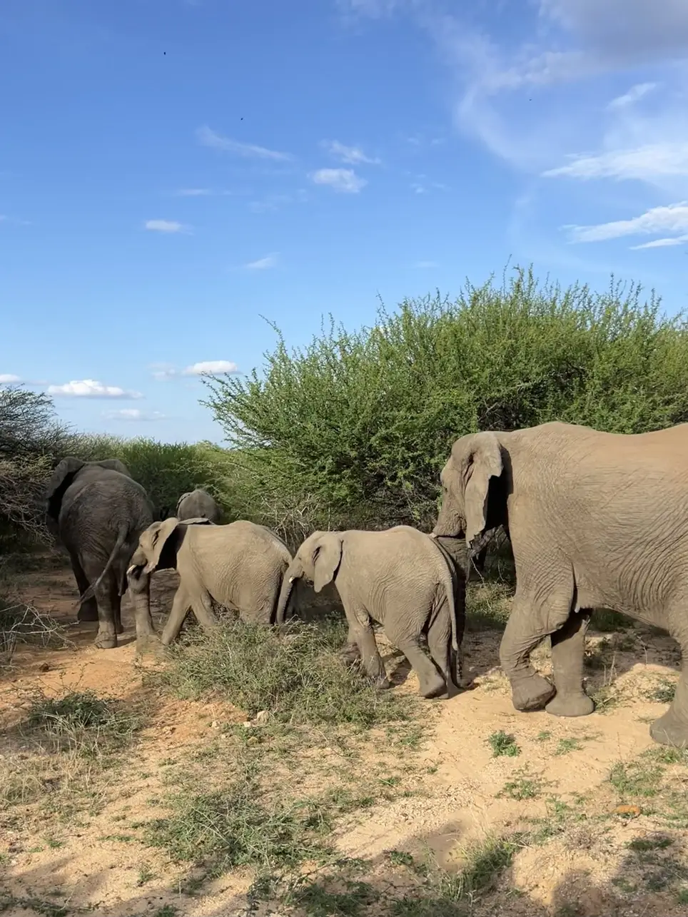 Volunteer Social Media Creator: Tell Stories That Protect Animals & Ecosystems