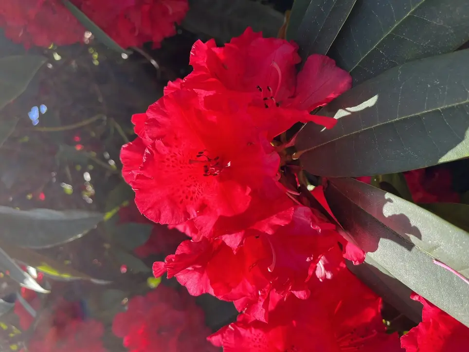 Point Defiance Garden Club Work Party, March 25, 10am-noon!