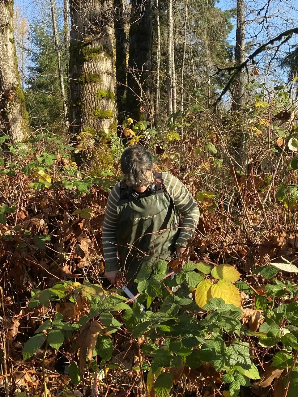 11/7 Swamp Creek Habitat Restoration Project PLANTING Work Party (in Kenmore) - Wallace Swamp Creek Park