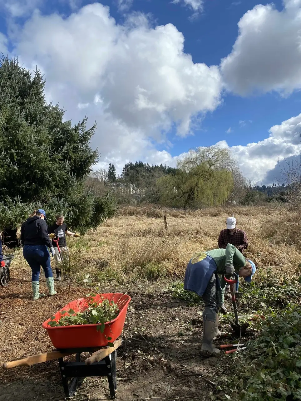 5/9 Swamp Creek Habitat Restoration Work Party (in Kenmore) - 175th St/Swamp Creek SOUTH