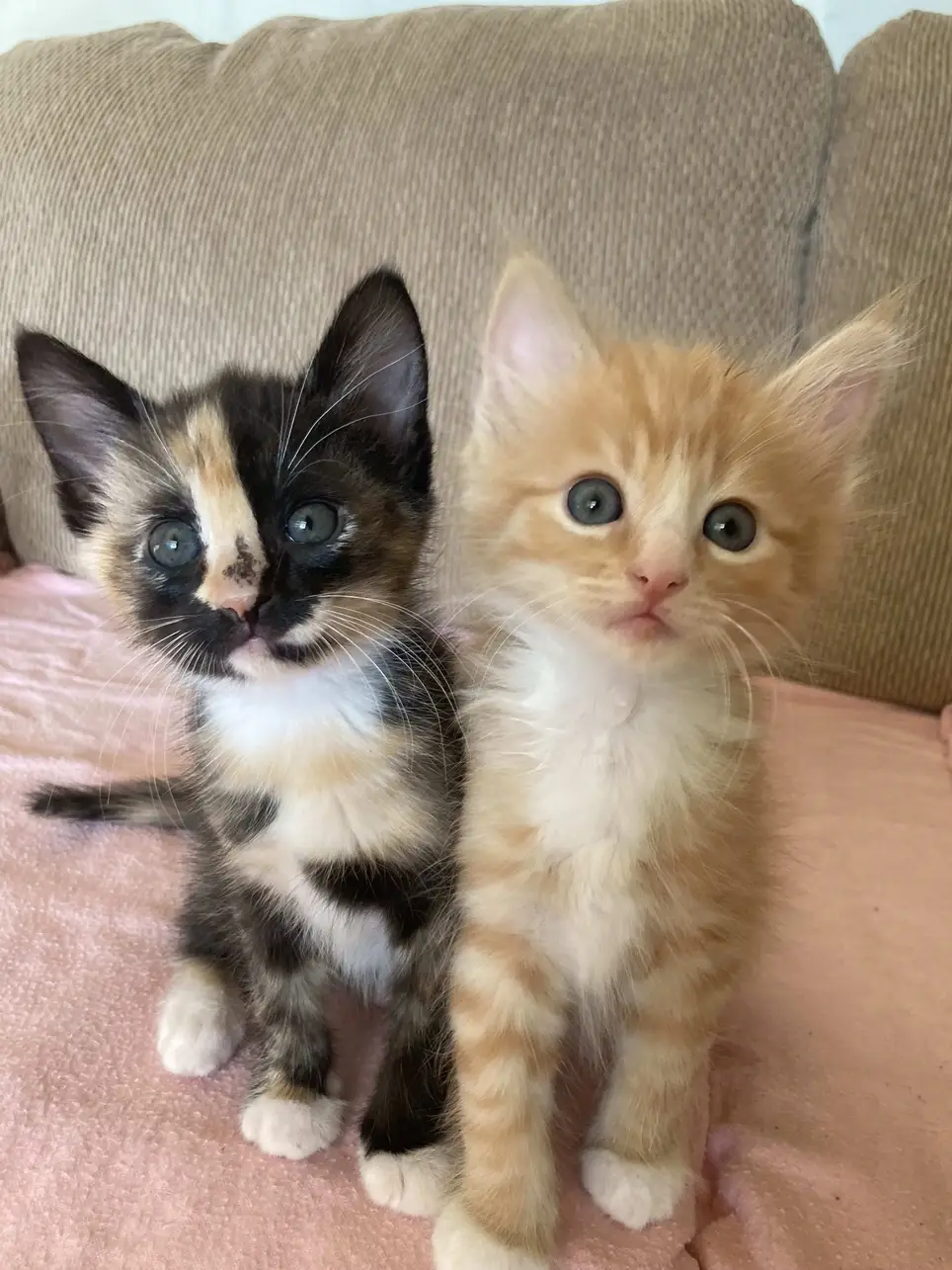 Volunteers Needed for Kitten Adoption Events