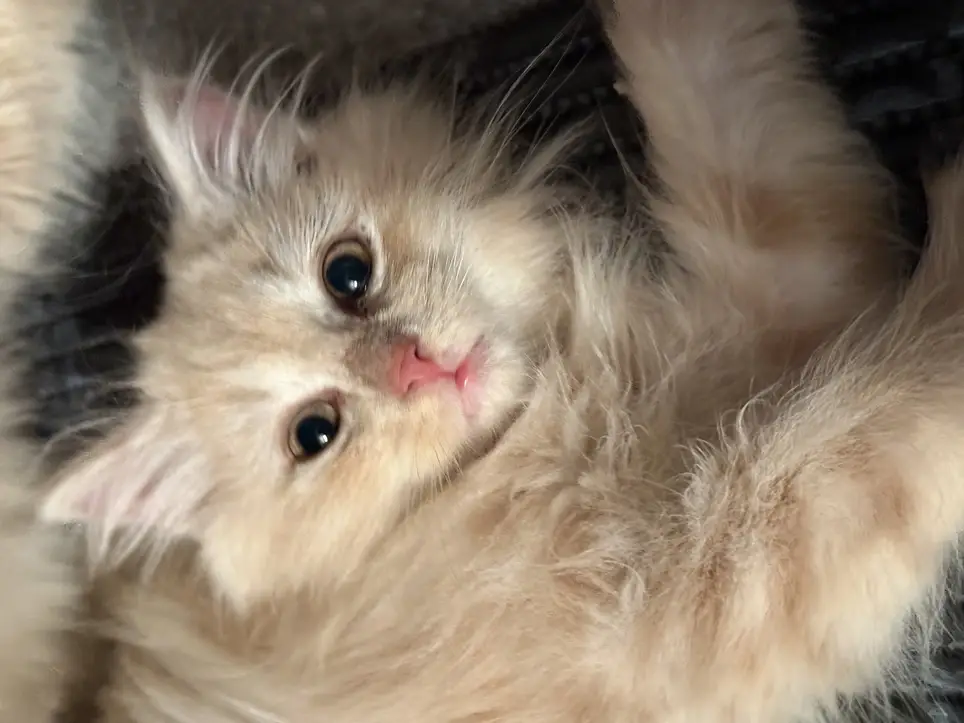 Foster Care for Kittens and Cats