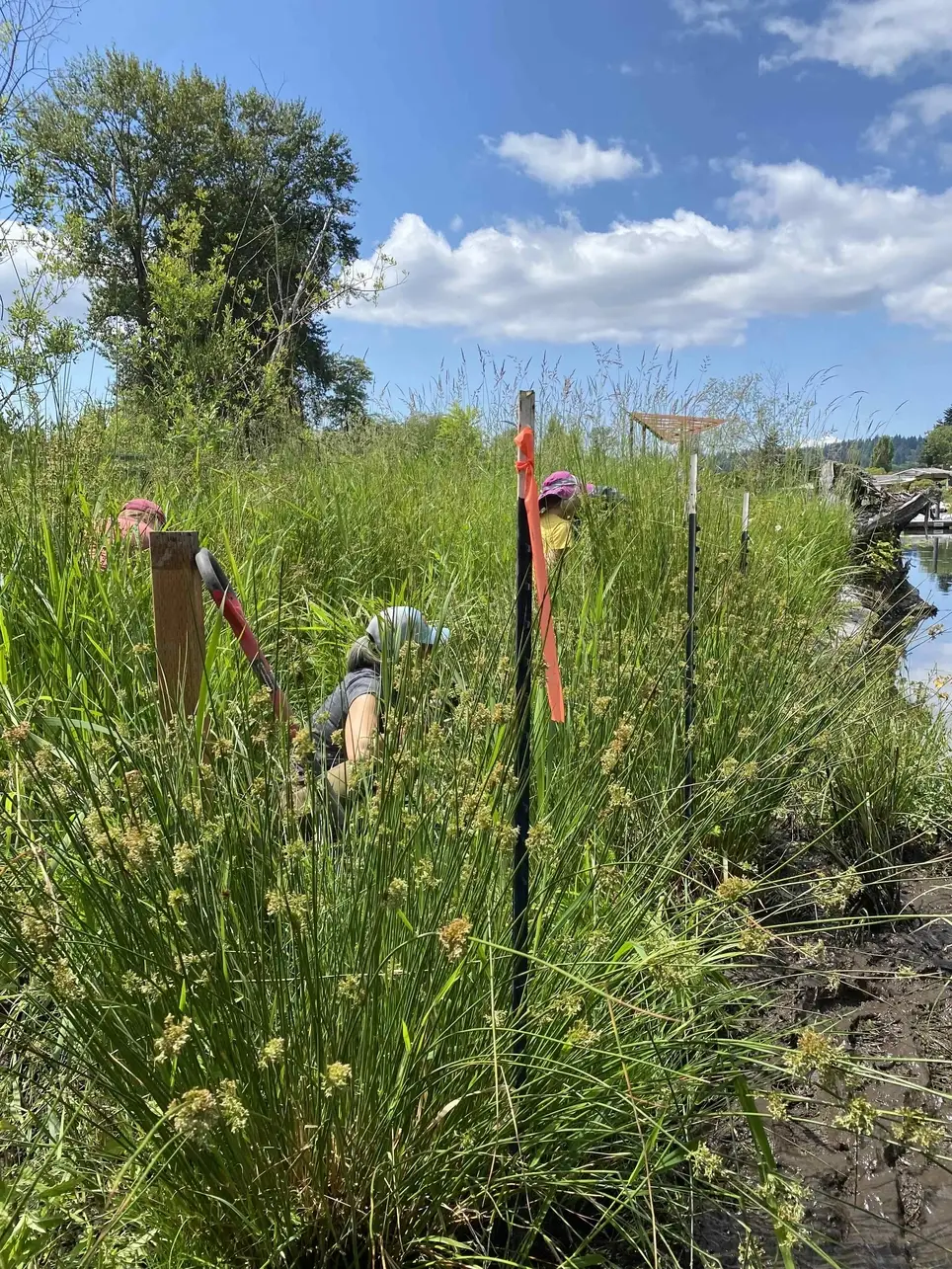 5/23 SALMON HABITAT RESTORATION Mid Sound Fisheries Enhancement Group (in Kenmore) - ƛ̕ax̌ʷadis Park