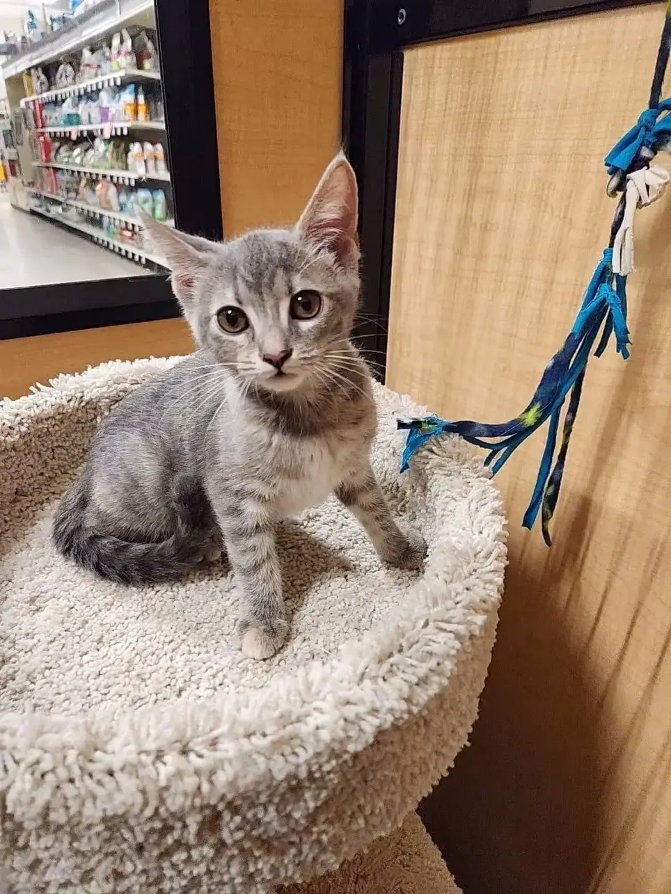 Volunteer with kittens in Escondido!