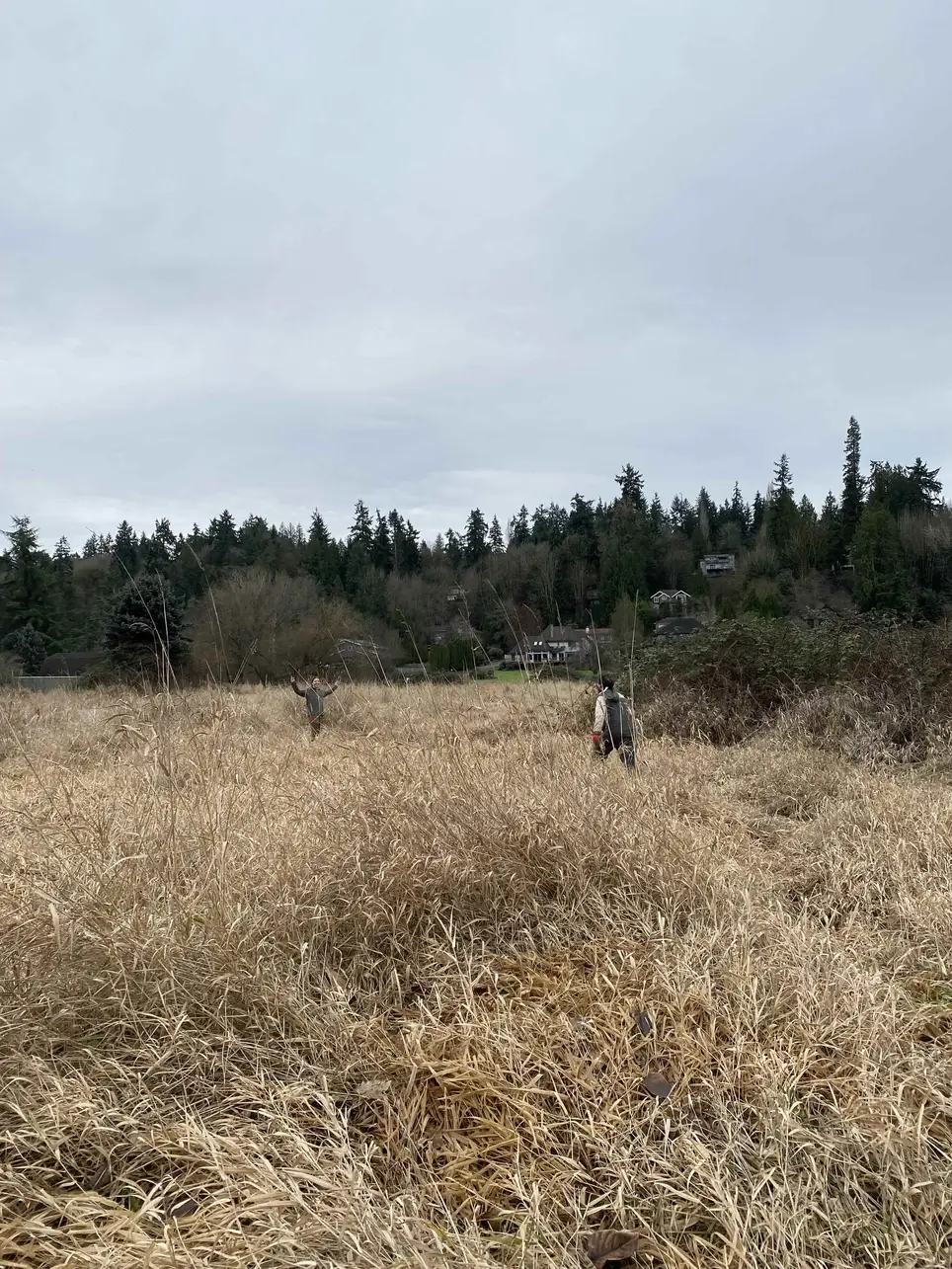 1/9 Swamp Creek Habitat Restoration Work Party (in Kenmore) - 175th St/Swamp Creek SOUTH