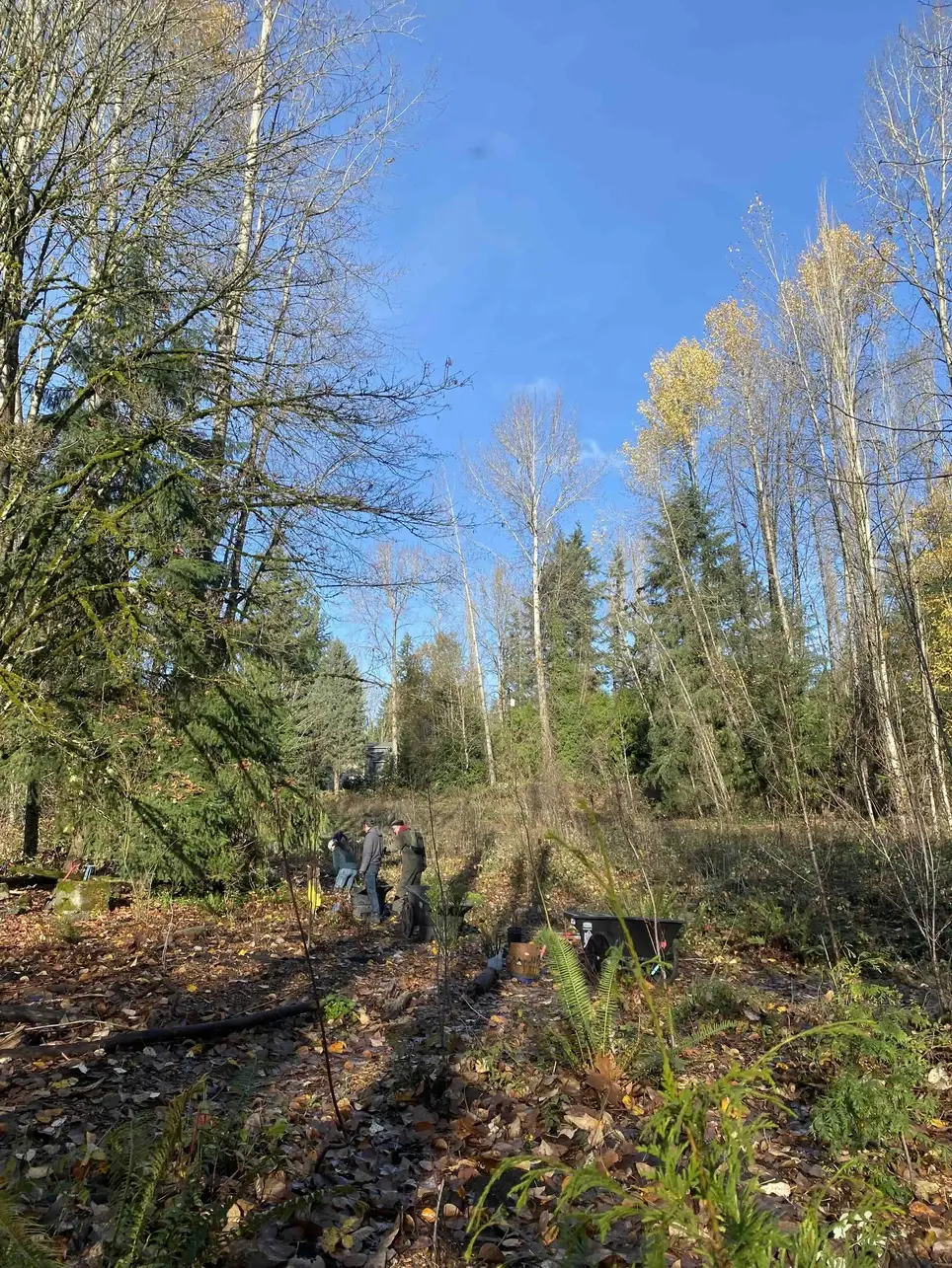 11/14 Swamp Creek Habitat Restoration Project PLANTING Work Party (in Kenmore) - Wallace Swamp Creek Park