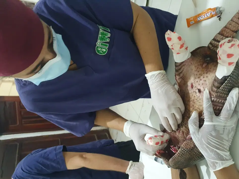 Veterinario/a Asistente trabajar con la fauna silvestre en la selva boliviana