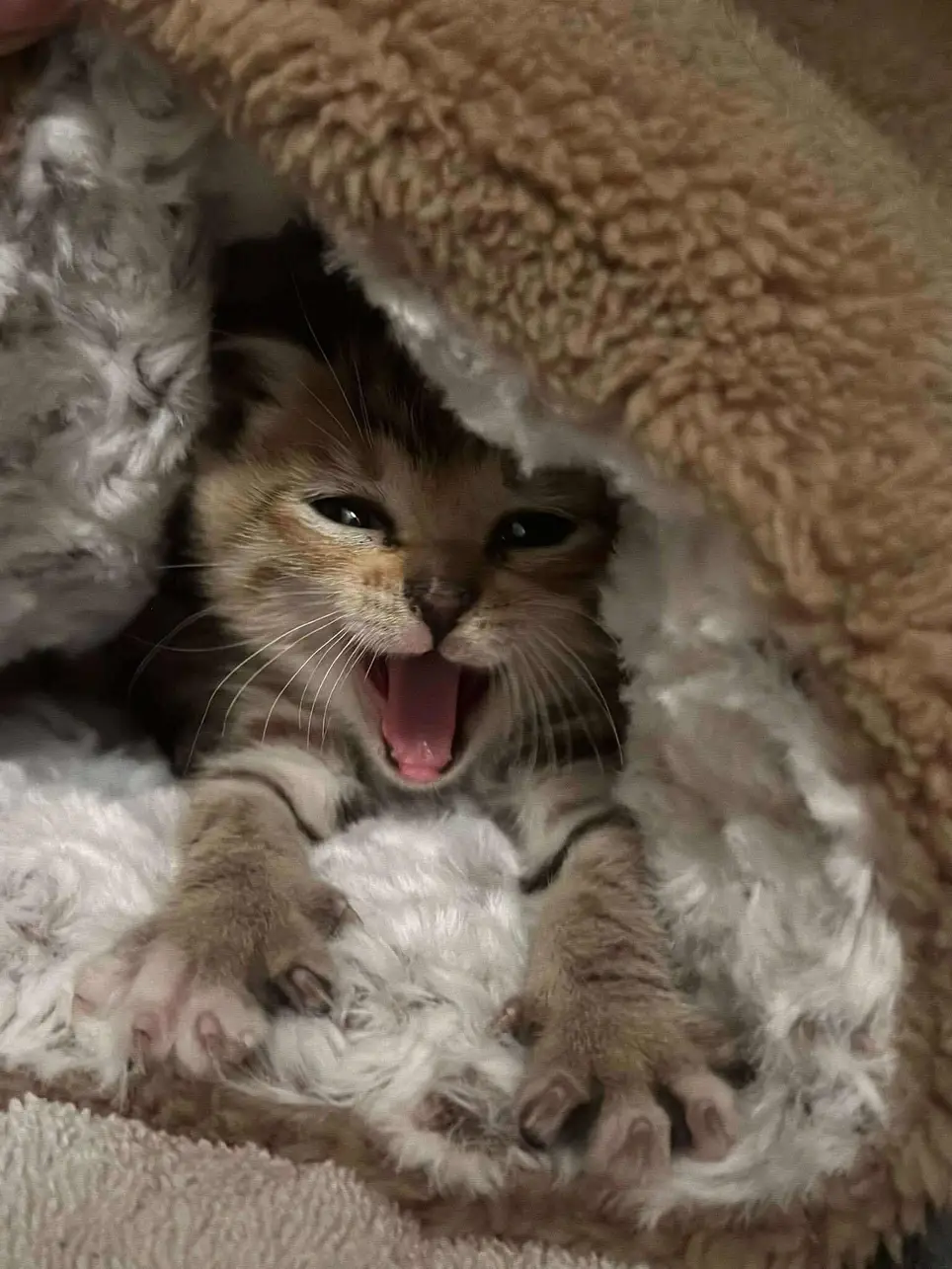 Cat Rescue Volunteers Needed!