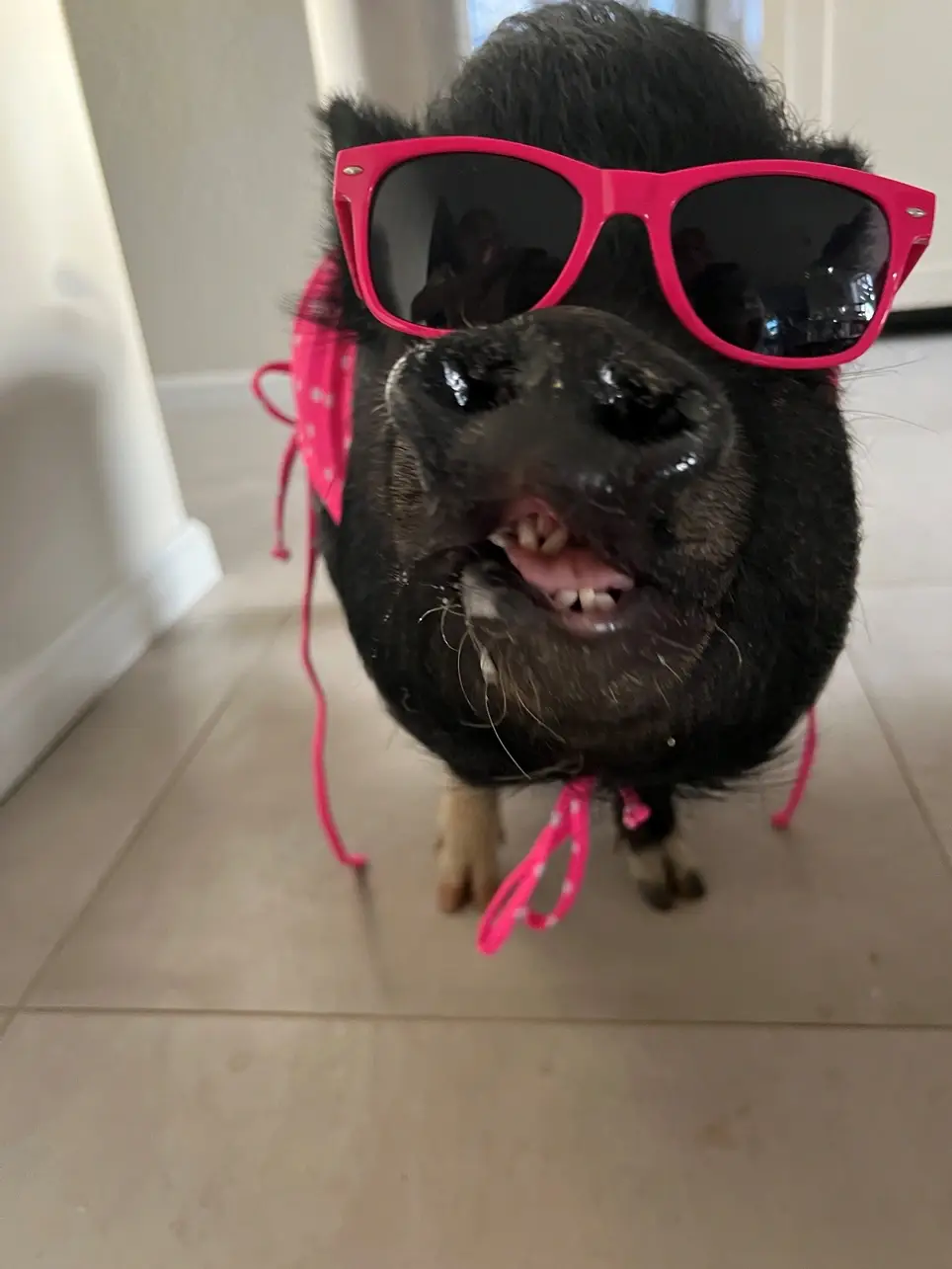 Volunteer with rescued animals!