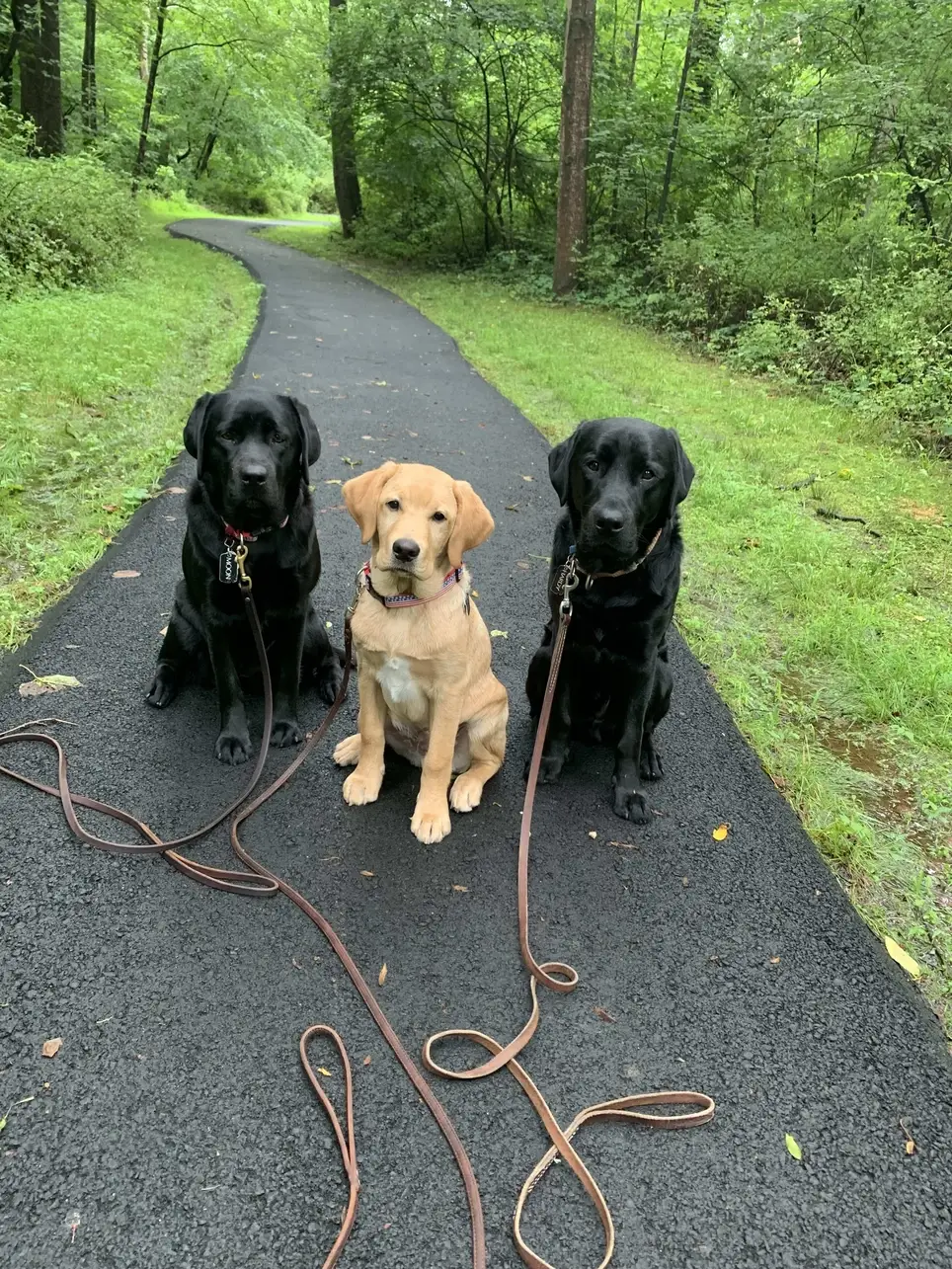 Be a part of a puppy raising team to make a difference in a Veteran's life!