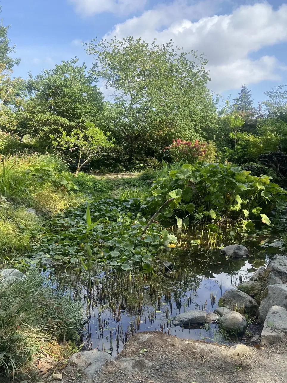 Garden Volunteer at Highline SeaTac Botanical Garden