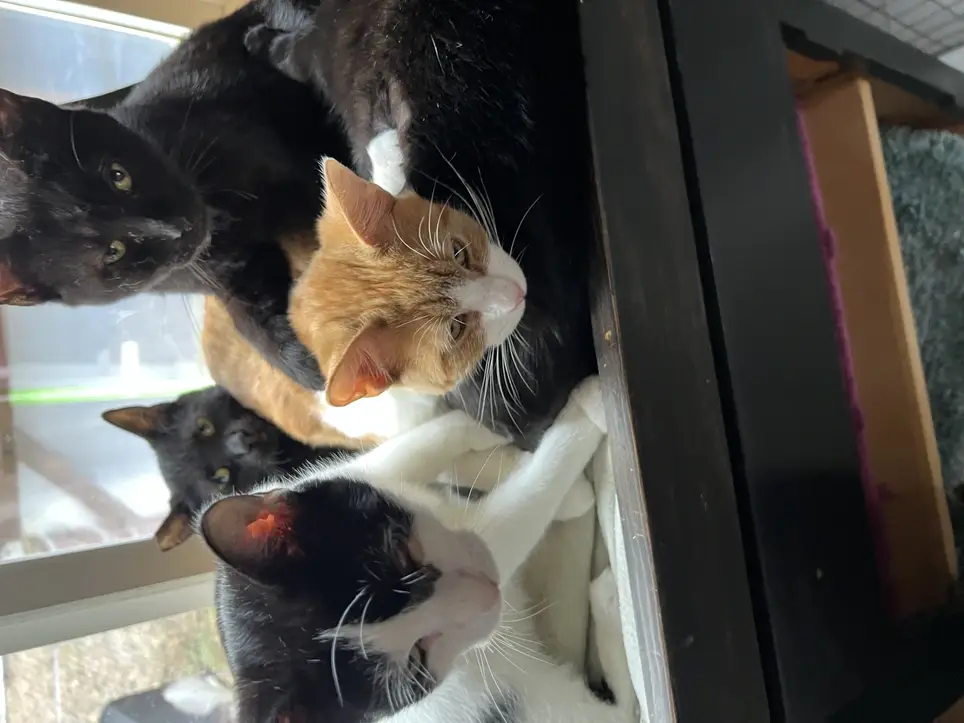 Kittens kittens kittens.....and more kittens..... & Cat Care - at the sanctuary