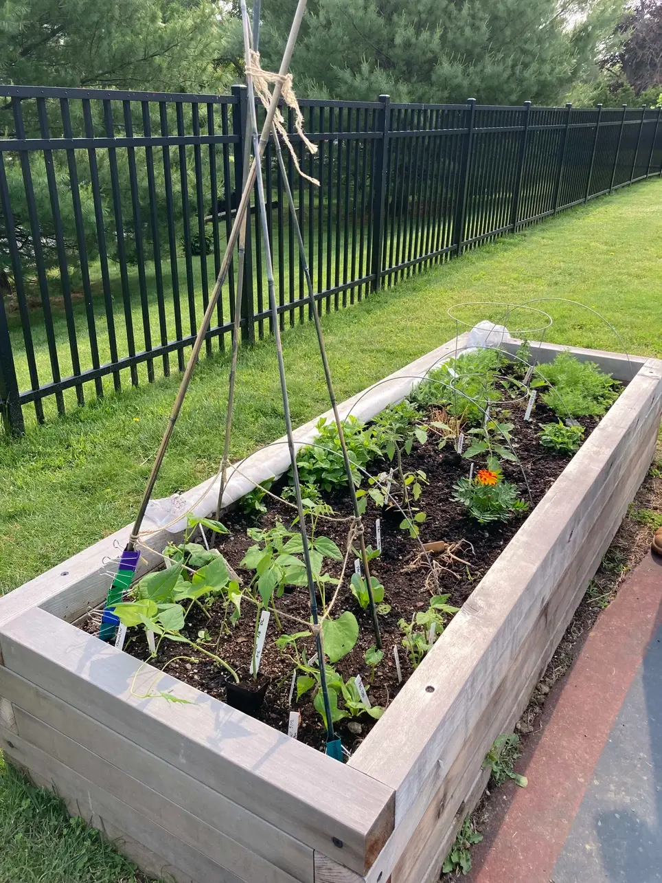 Student Garden Watering Support Perkins School for the Blind