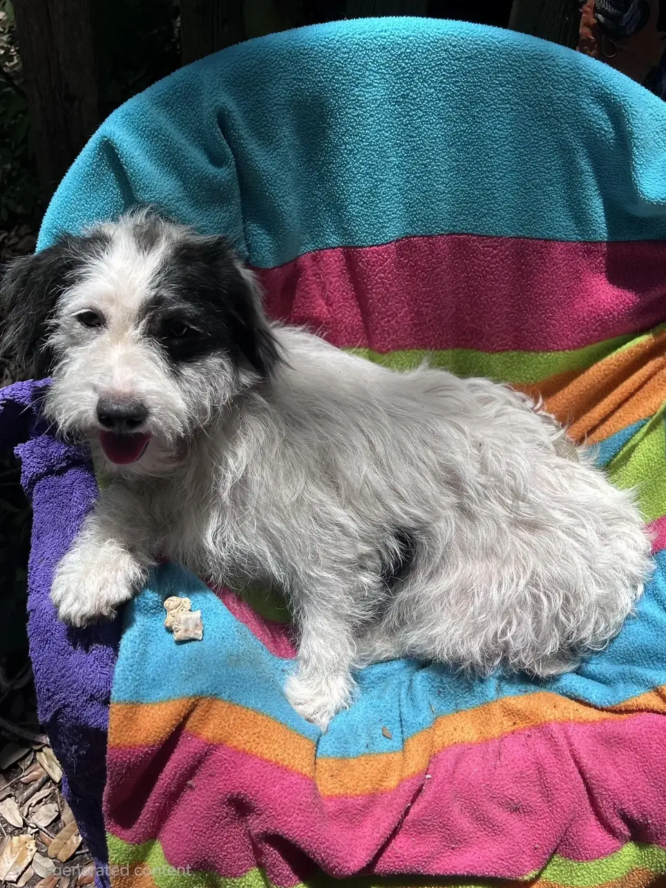 Volunteers needed for a Special Adoption Event at the Bellingham PetSmart - Saturday, 7/25/26