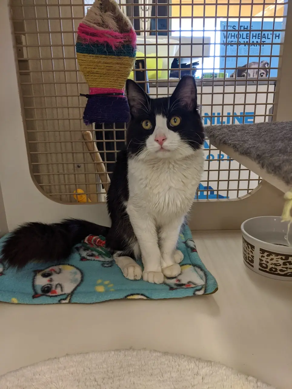 Cat lovers needed at PETCO