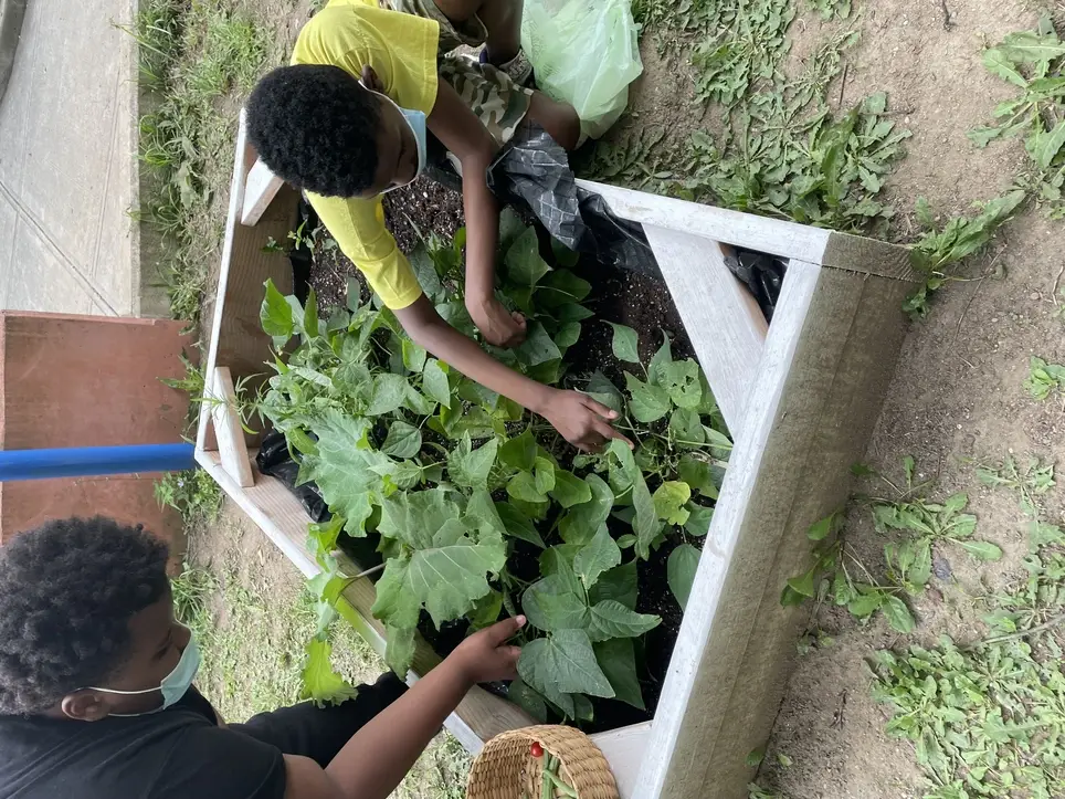 ISO Gardener! Educator! Help Brooklyn schools build edible gardens