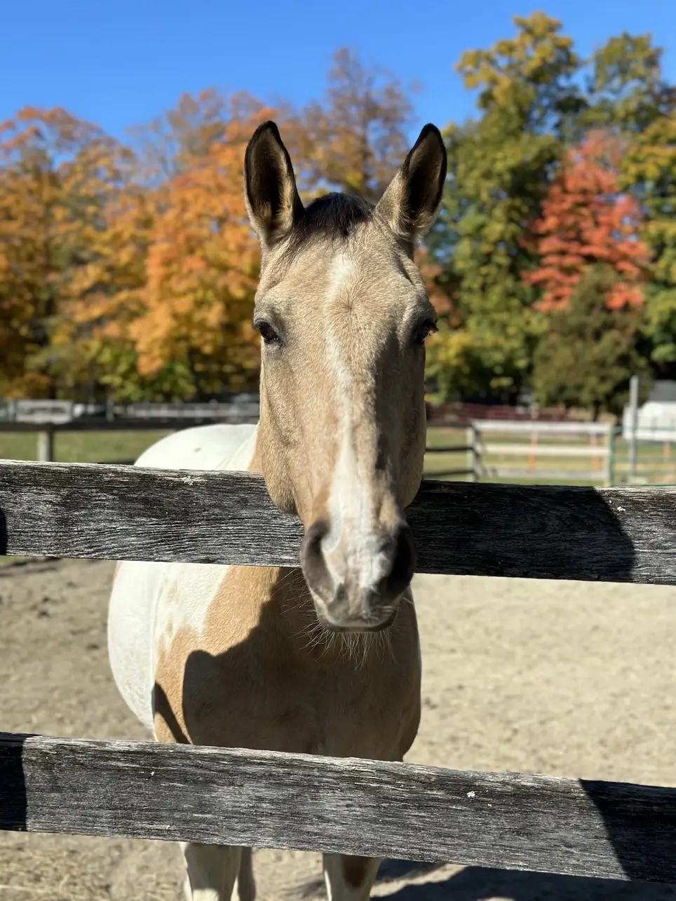 Super Troopers - Equine Therapeutic Volunteers