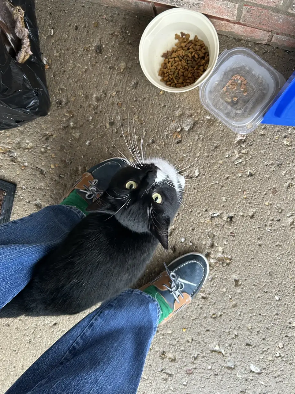 FOSTER HOME NEEDED TO SAVE MEG - THE MOM CAT TO 2 OF OUR RESCUED KITTENS!