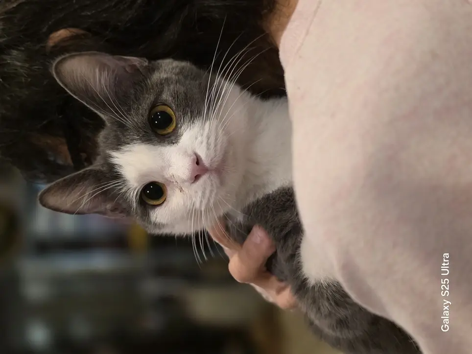 Volunteer at Cat Sanctuary