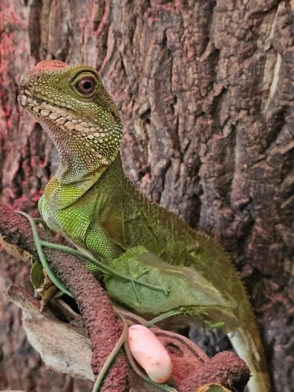 Reptile/Invertebrate Care Level 1