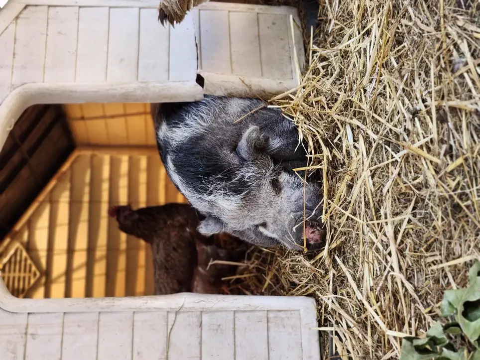 Evening Farm Caretaker – Help Us Tuck In the Animals!