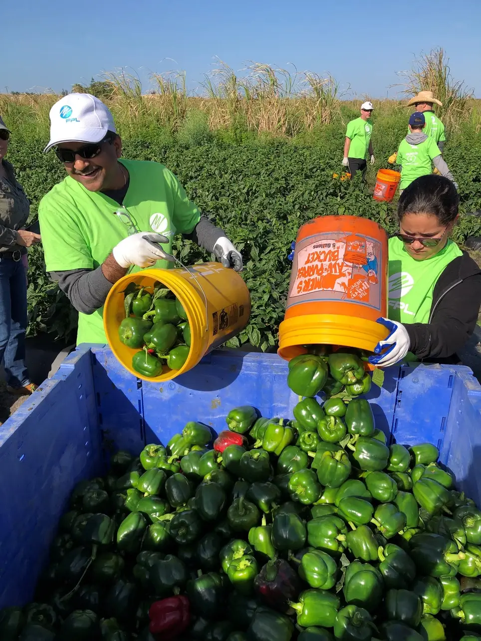 Gleaning Volunteer Project
