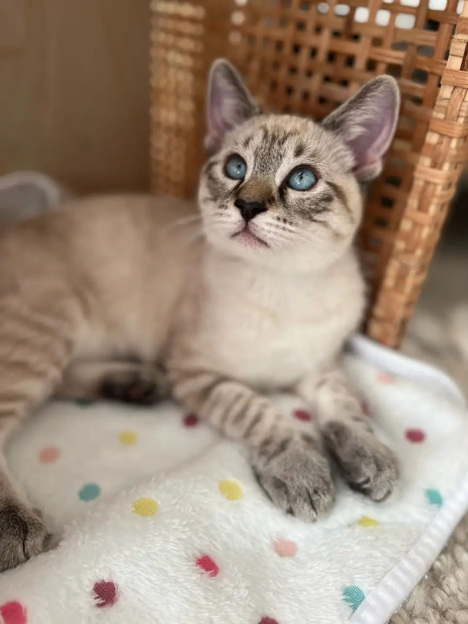 Director of Kitten Adoptions- Paid Position (Experience Required)