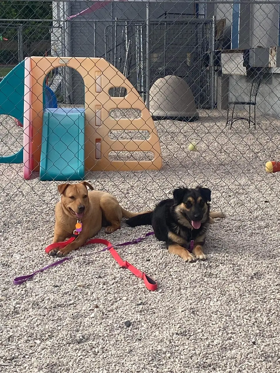 Dog Fosters Needed - all supplies and mentorship provided !