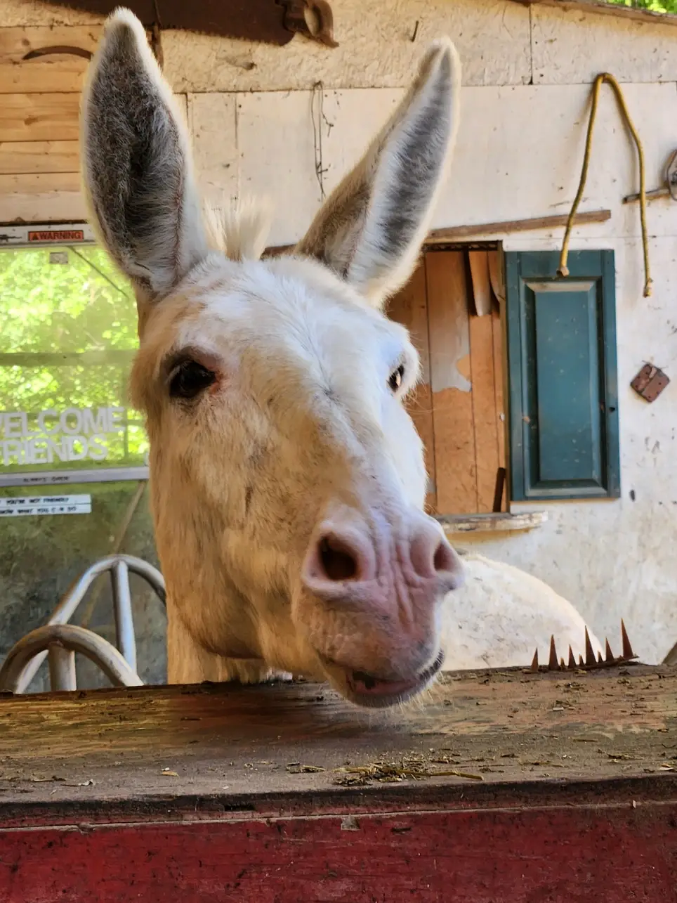Animal-Lovers Needed To Help Out At Equine Rescue
