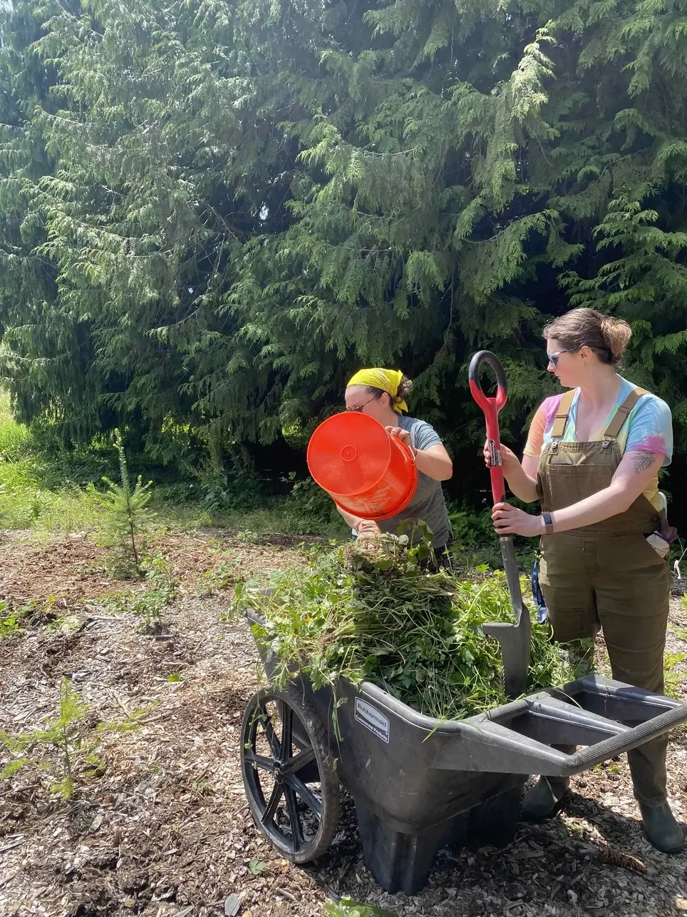 7/4 Swamp Creek Habitat Restoration Work Party (in Kenmore) - 175th St/Swamp Creek SOUTH