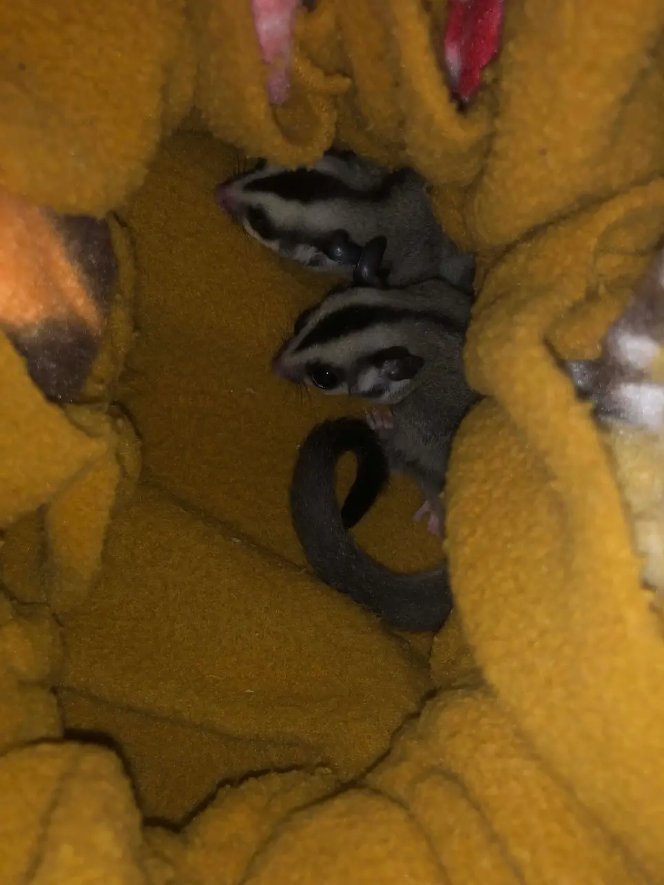Sugar Glider Sanctuary Volunteer and more!