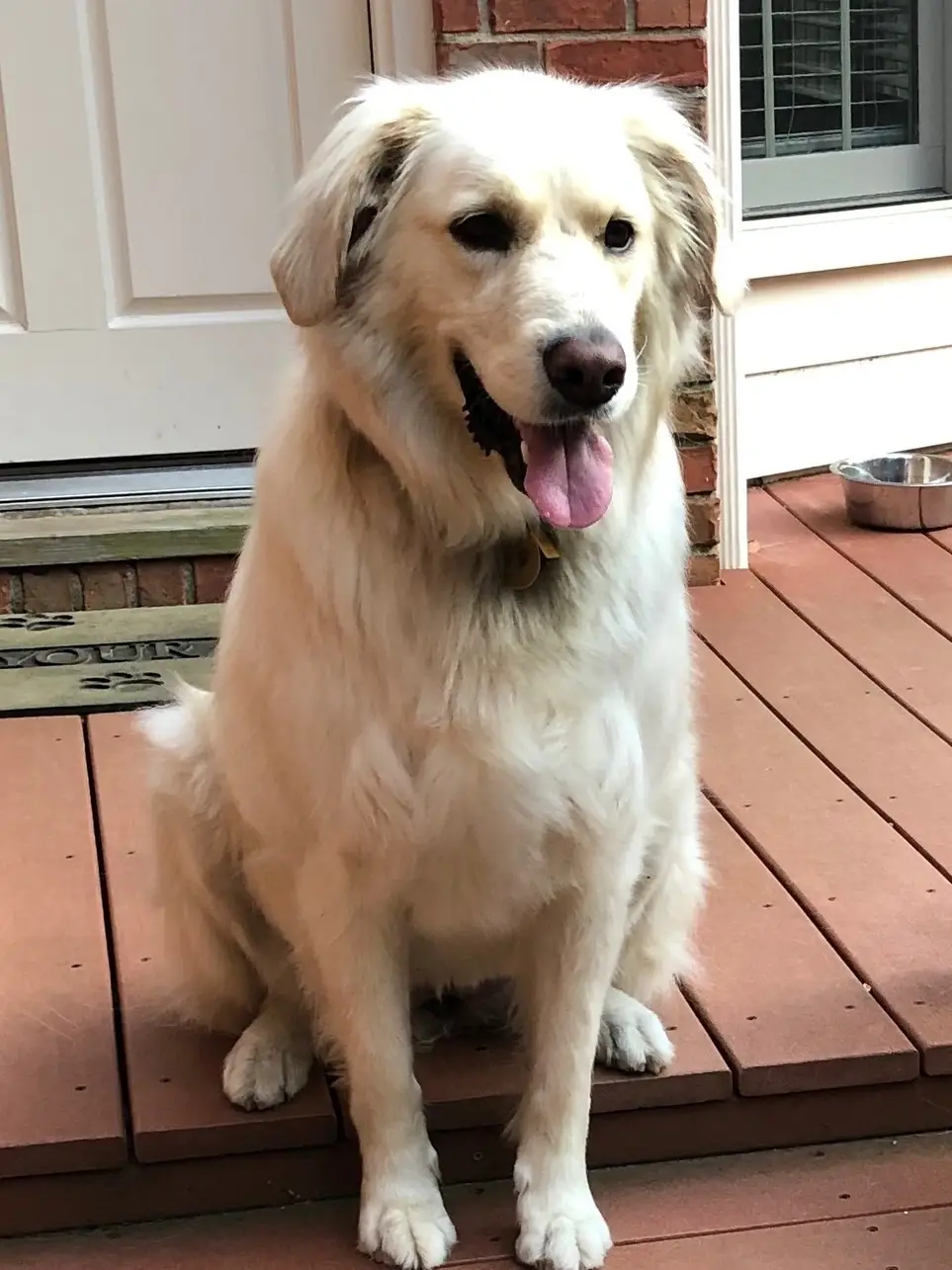 Foster Homes Needed for our Second Chance Dogs!