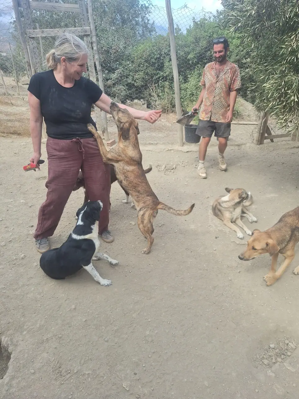 Sponsor Coordinator for Moroccan Dog Refuge (remote)