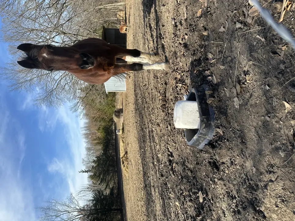 Horse Care Assistant