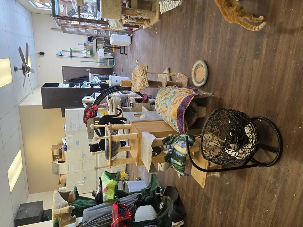 Cat Lovers Needed at Cat Rescue in Orange!