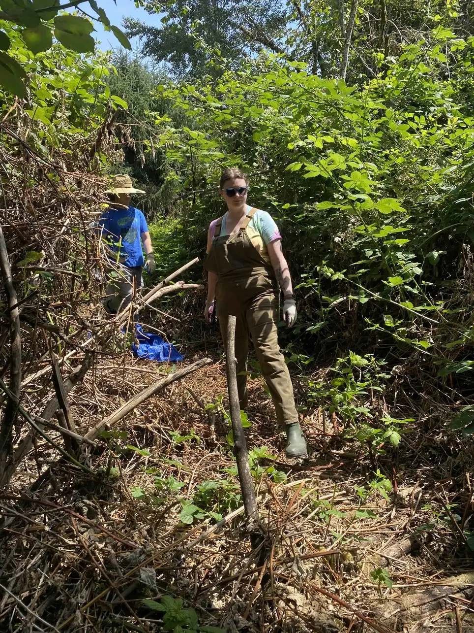 8/15 Swamp Creek Habitat Restoration Work Party (in Kenmore) - 175th St/Swamp Creek SOUTH