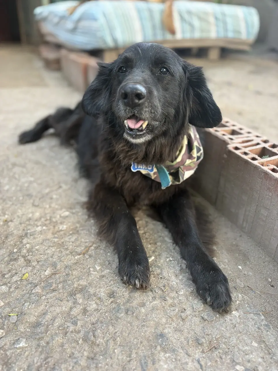 Voluntariado de cuidado de perros en Córdoba capital