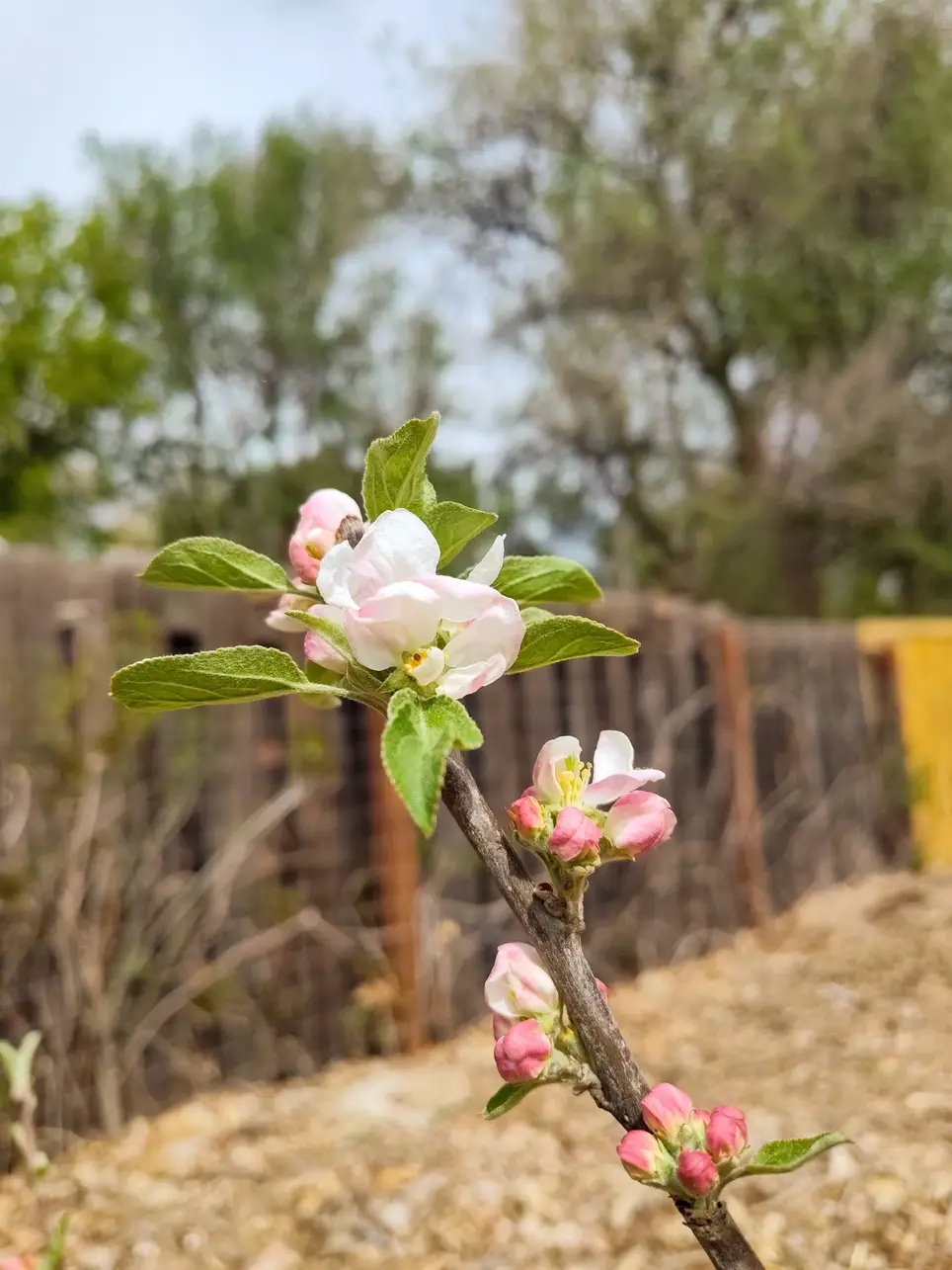 Food Forest Planting: Sunday, April 26th, 2026 10AM-1PM Mid Shooks Run Community Garden